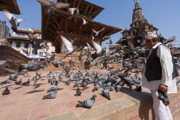 35 - Pigeons à Patan